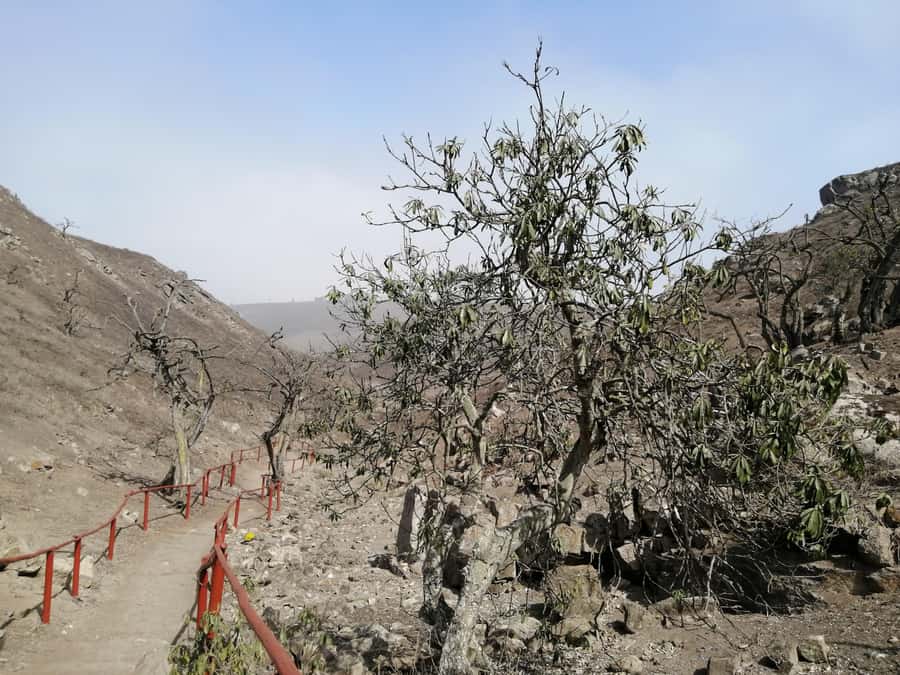 Hiking Lomas de Lachay in Lima - Who will enjoy this day most