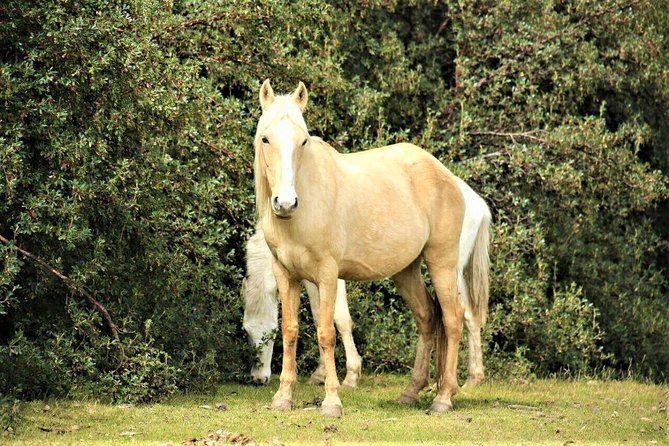 Horse Riding Chacan Mountain And Temple Of The Moon - Why the ranch’s horse care matters