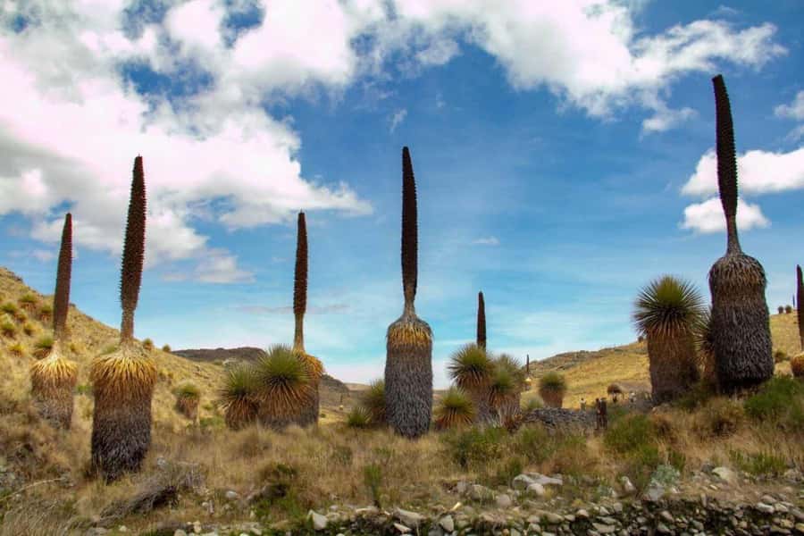 Huaraz-Excursion to the Pastoruri Snows and Puyas Raymondi - The road from Huaraz to Patococha Lagoon