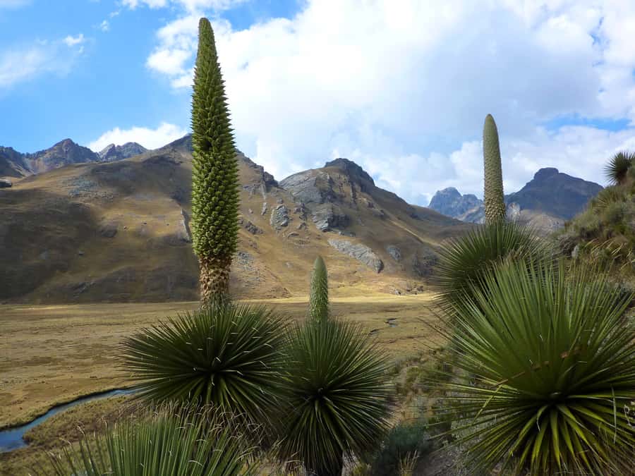 Huaraz: Pastoruri Glacier Day Trip - What the $265 Price Really Covers