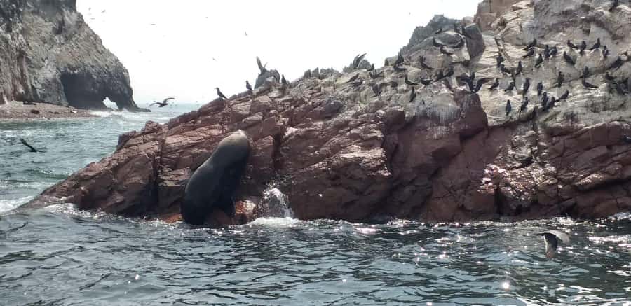 Ica: Ballestas Island & Paracas Reserve Private Tour - From the Marina to Paracas National Reserve