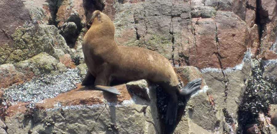 Ica: Ballestas Island & Paracas Reserve Private Tour - Useful Gear and Small Details