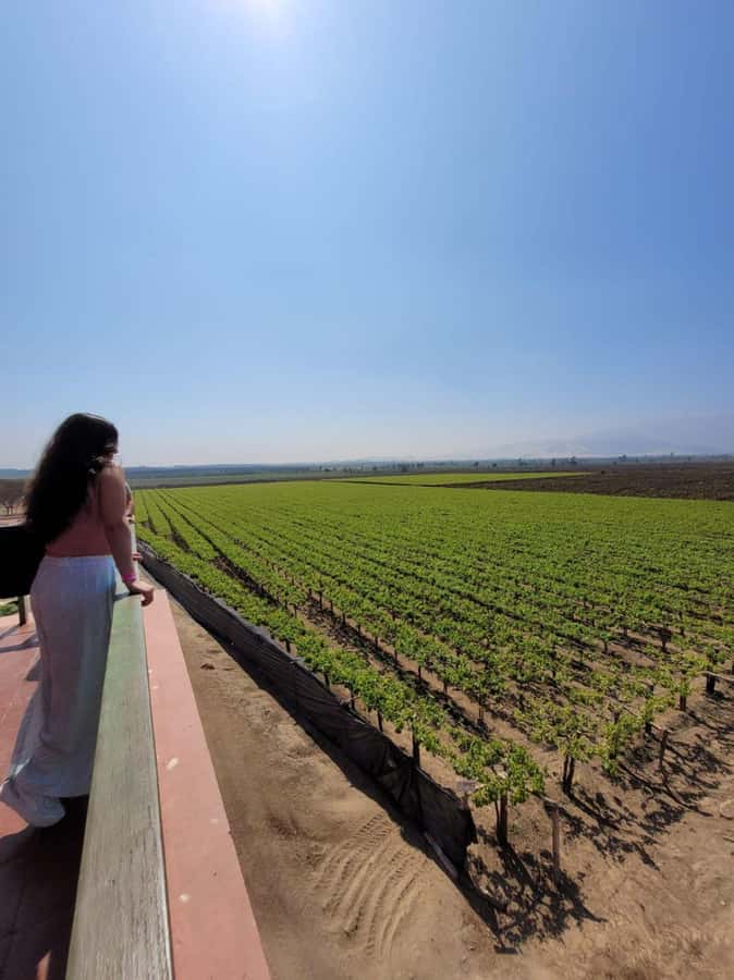 ICA: Pisco and Wine Route with tasting in 03 Wineries - Why Ica is the right place for a pisco tour