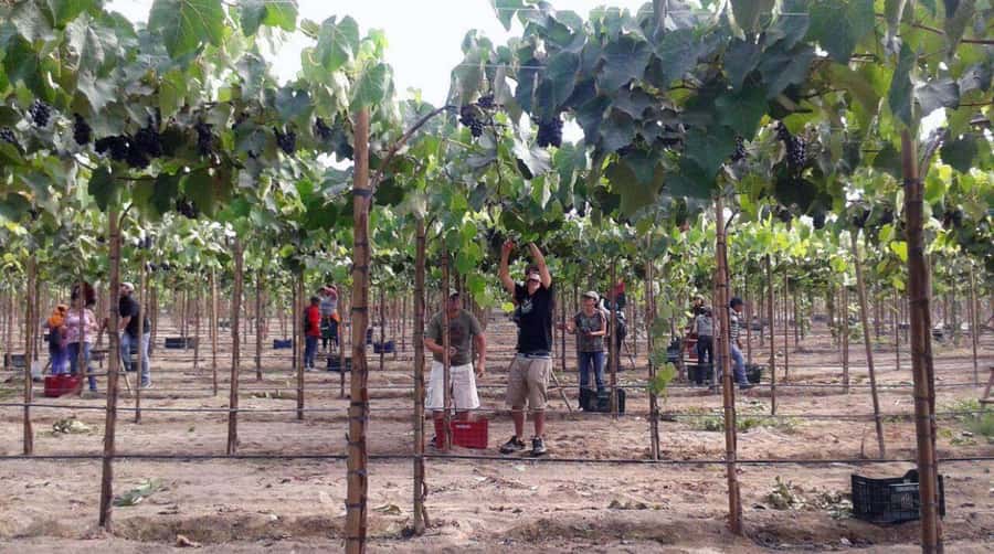 Ica: Tacama Winery and Pisco Tasting Tour with Hotel Pickup - What to bring and who should skip it