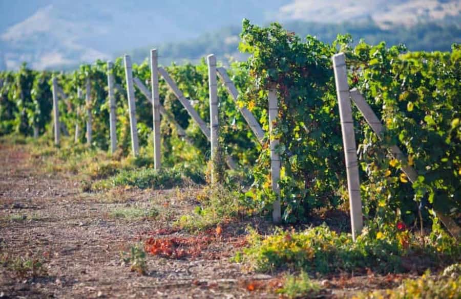 Ica: Winery Tour with Pisco and Wine Tasting - El Catador and the old way of making Pisco