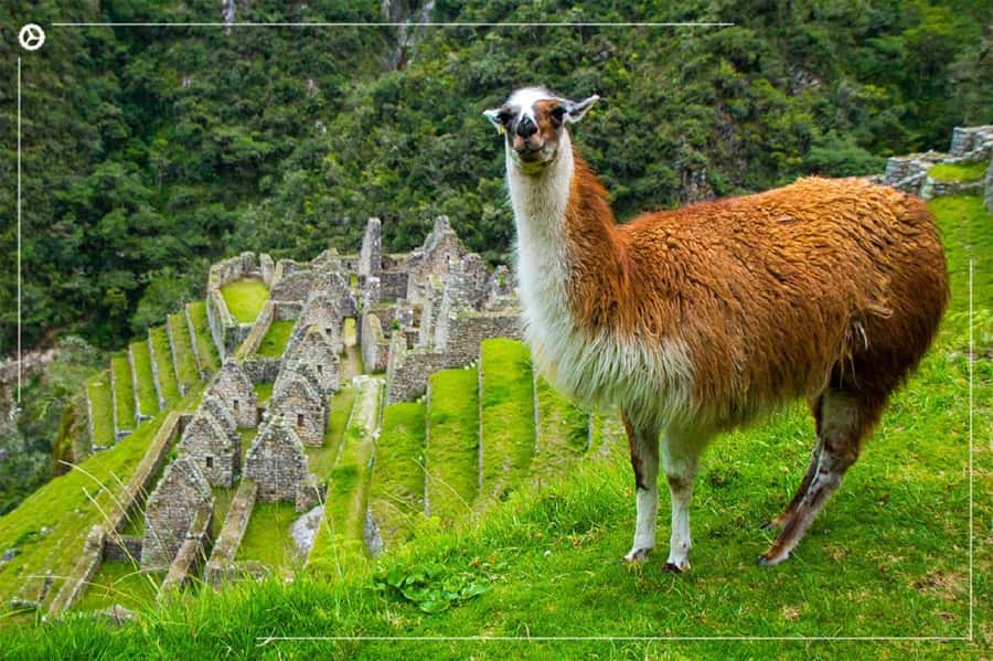 Inca Trail 2 days to Machu Picchu - Key points to know before booking