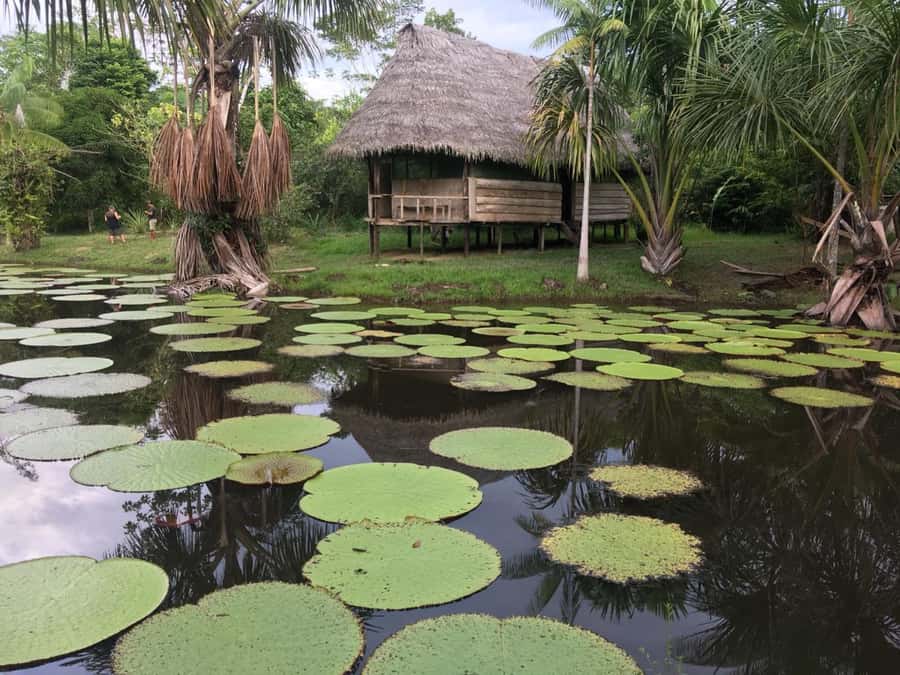 Iquitos: 2 Days and 1 Night Guided Amazon Jungle Tour - Key points at a glance