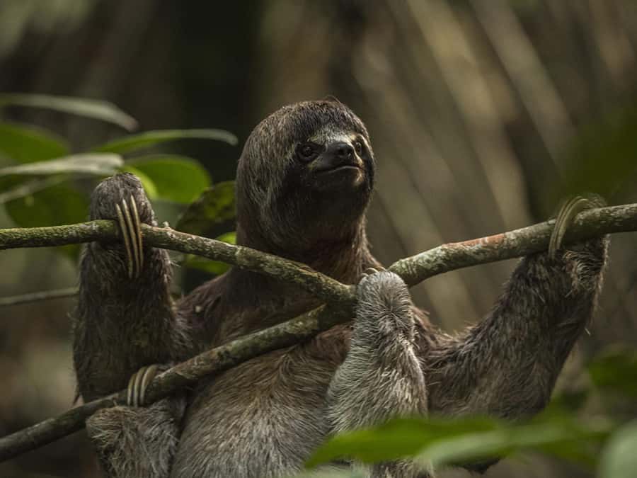 Iquitos: 2 Days and 1 Night Guided Amazon Jungle Tour - From Iquitos to the Amazon by boat
