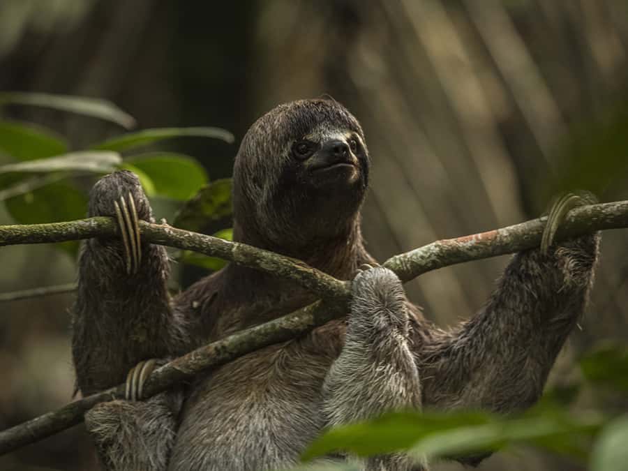 Iquitos: 3 Days and 2 Nights Guided Amazon Jungle Tour - What the $434 price includes