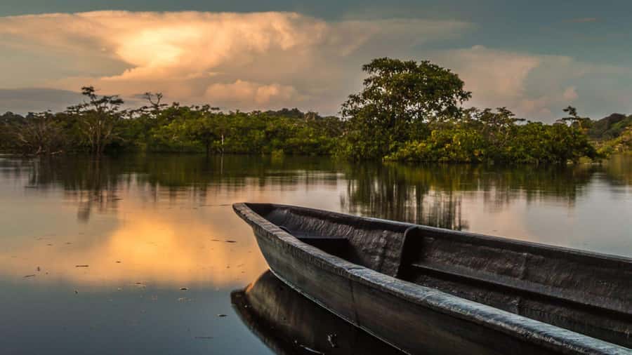 Iquitos: 3 Days and 2 Nights Guided Amazon Jungle Tour - Pink and grey dolphins on the Amazon River
