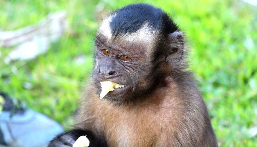 Iquitos: 3 Days and 2 Nights Guided Amazon Jungle Tour - Meals, service, and communication