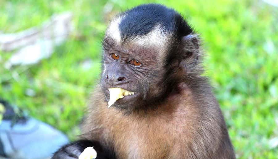 Iquitos: 3 Days and 2 Nights Guided Amazon Jungle Tour - Fundo Pedrito and the first Amazon wildlife