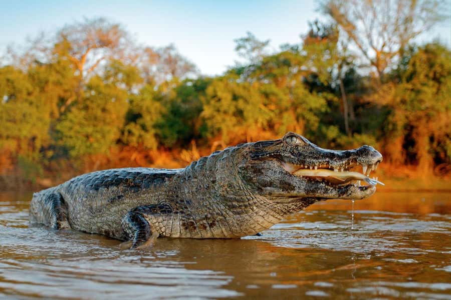 Iquitos: 5 Days inside the Rainforest | Amazon Jungle Tour - Key points to know before booking