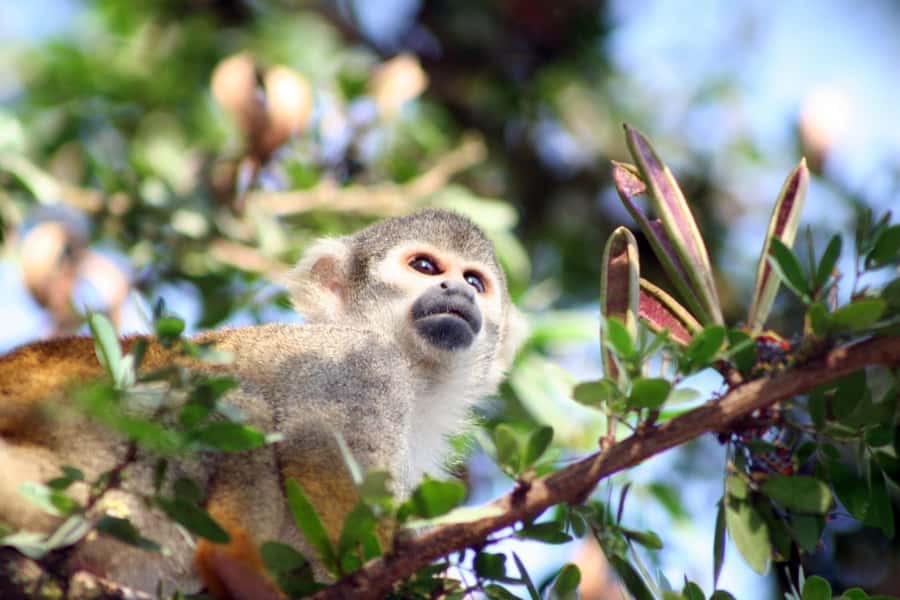 Iquitos: 5 Days inside the Rainforest | Amazon Jungle Tour - Day 3: Medicinal plants, the Yanayacu River, and Yagua traditions