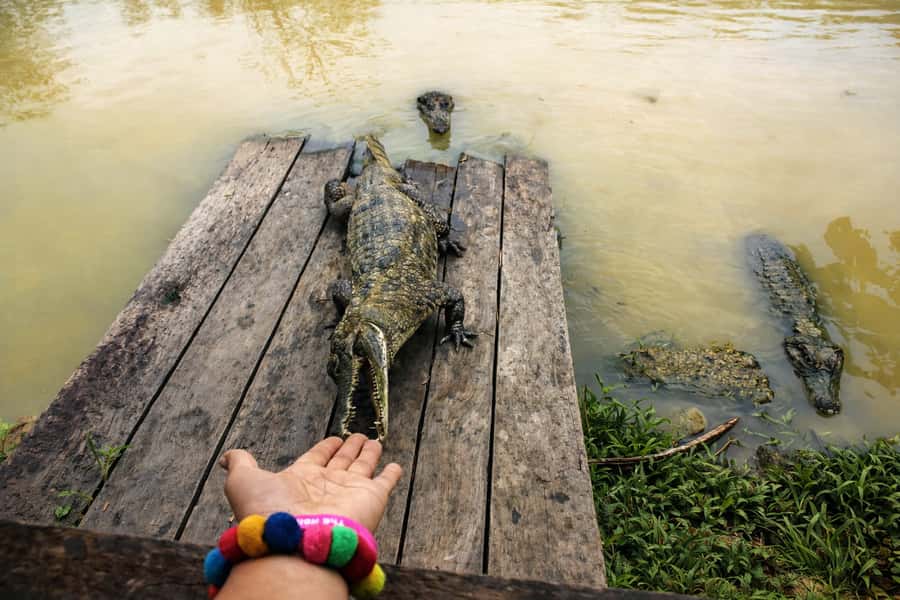 Iquitos: 6-Hour Wonderful Wildlife Guided Tour - Walking to the Lupuna tree