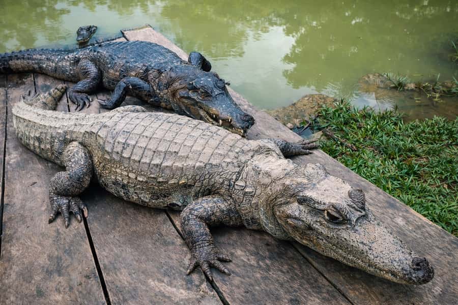 Iquitos: 6-Hour Wonderful Wildlife Guided Tour - The rescue center and the difficult question of wildlife ethics