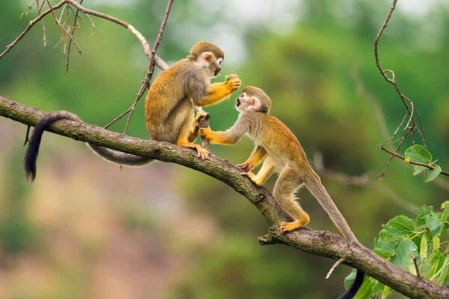 Iquitos: Amazon Jungle in 2 Days: Adventure and Expedition - Night sounds and tarantula searches