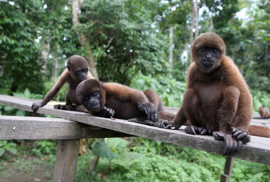 Iquitos : Full Day Excursion to Monkey Island - Fundo Pedrito and its mix of wildlife