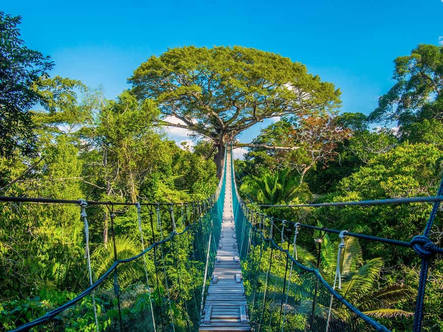 Iquitos: Full Day Tour in the Jungle | Amazon Safari - Monkey Island and the limits of a wildlife stop