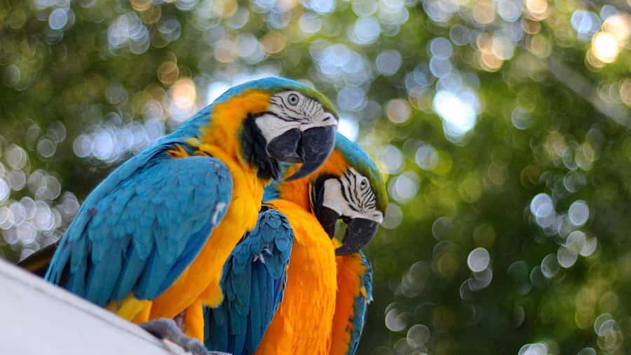 Iquitos: Full Day Tour in the Jungle | Amazon Safari - Fundo Rony and the rescued animals