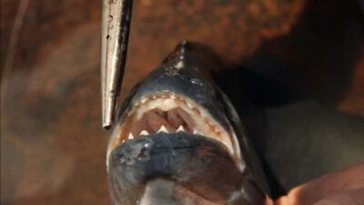 Piranha Fishing Experience in the Amazon jungle