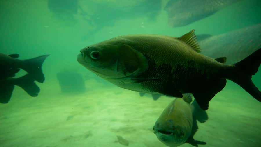 Iquitos: Piranha Fishing Experience in the Amazon jungle - What to bring for comfort