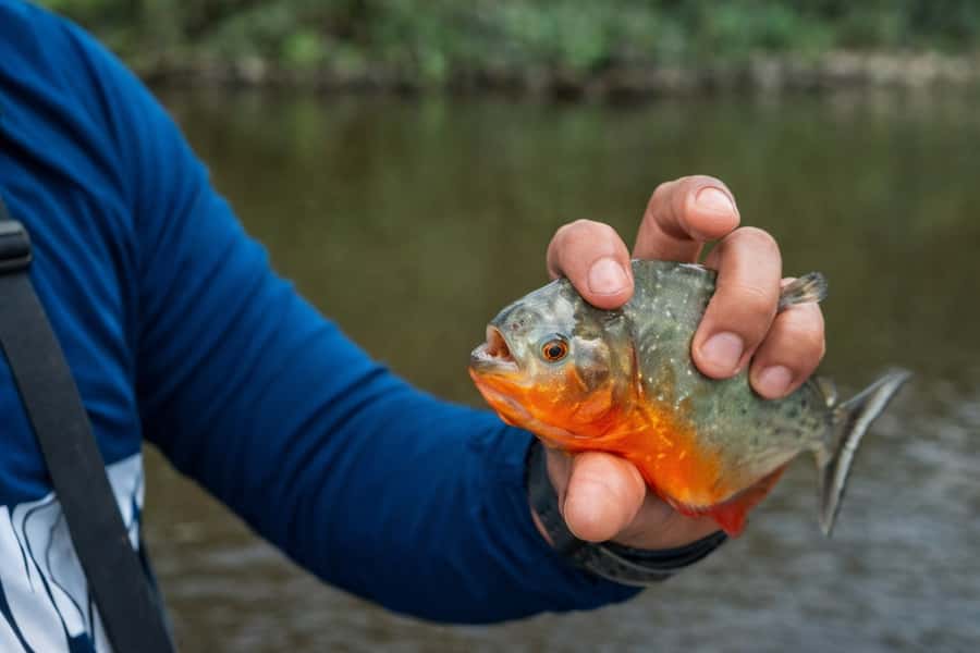 Iquitos to the Amazon: 2-Day Jungle & Wildlife Experience - What to pack for the Amazon