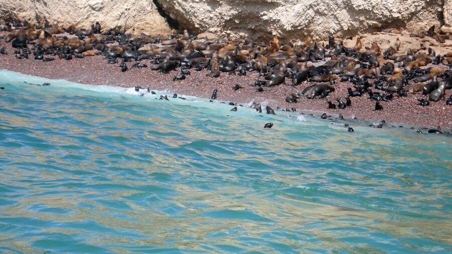 Lima: Ballestas & Huacachina Day Trip w/ Nazca Lines Flight - Is $600 a fair price?