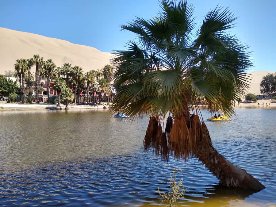 Lima: Ballestas Islands, Huacachina Oasis & Nazca Lines Tour - The road time and the small-group setup