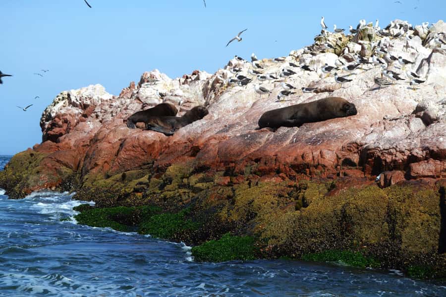 Lima: Ballestas Islands, Winery and Nazca Lines Private Tour - Who will enjoy this long day most