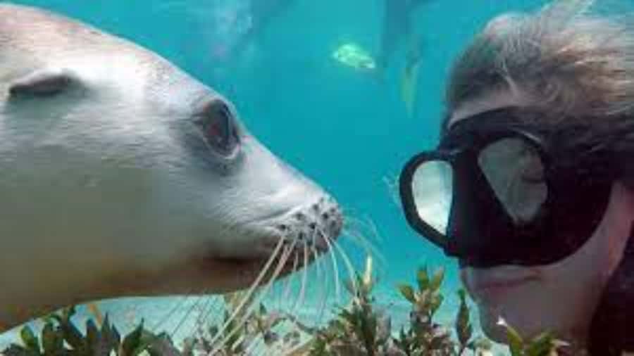 Lima | Islas Palomino Tour | Swim with Sea Lions - Key points to know before booking