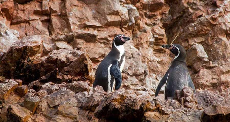Lima | Islas Palomino Tour | Swim with Sea Lions - Meeting the sea lions at Palomino Island