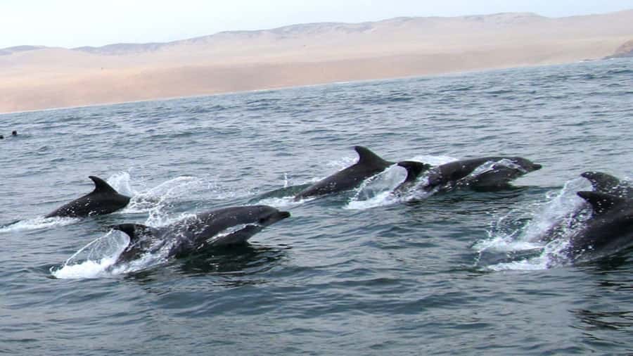 Lima | Islas Palomino Tour | Swim with Sea Lions - What the swim feels like in practical terms