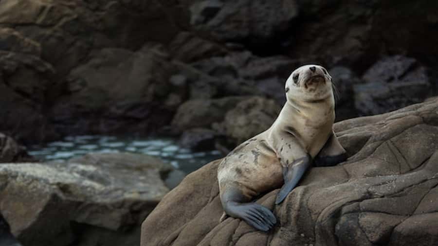 Lima | Islas Palomino Tour | Swim with Sea Lions - Planning lunch and more time in Callao