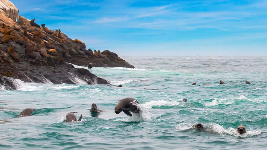 Lima | Islas Palomino Tour | Swim with Sea Lions - Starting in La Punta, with the port spread around you