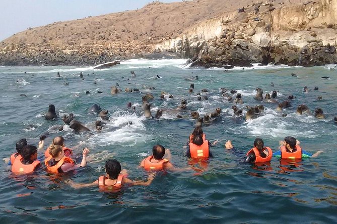 Lima: Palomino Islands Excursion & Swimming with Sea Lions with Hotel Transfers - How the four-and-a-half-hour morning works