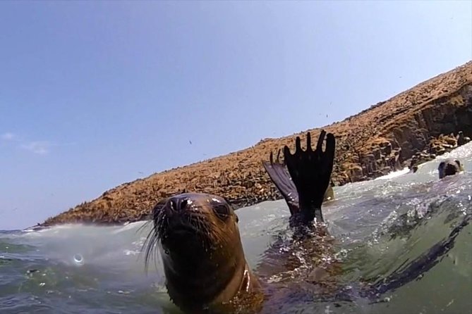Lima: Palomino Islands Excursion & Swimming with Sea Lions with Hotel Transfers - What the crew does well, and where you should stay alert