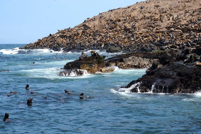 Lima: Palomino Islands Excursion & Swimming with Sea Lions with Hotel Transfers - Is $125 a fair price for this Lima excursion?