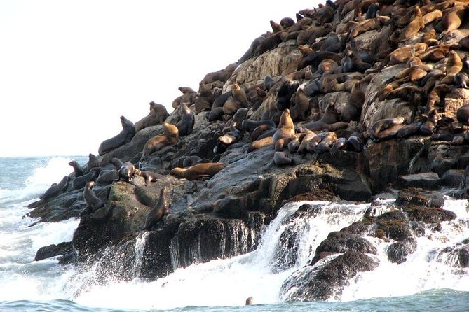 Lima: Palomino Islands Excursion & Swimming with Sea Lions with Hotel Transfers - Who will enjoy this most?