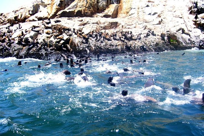 Lima: Palomino Islands Excursion & Swimming with Sea Lions with Hotel Transfers - A boat ride full of birds and island views