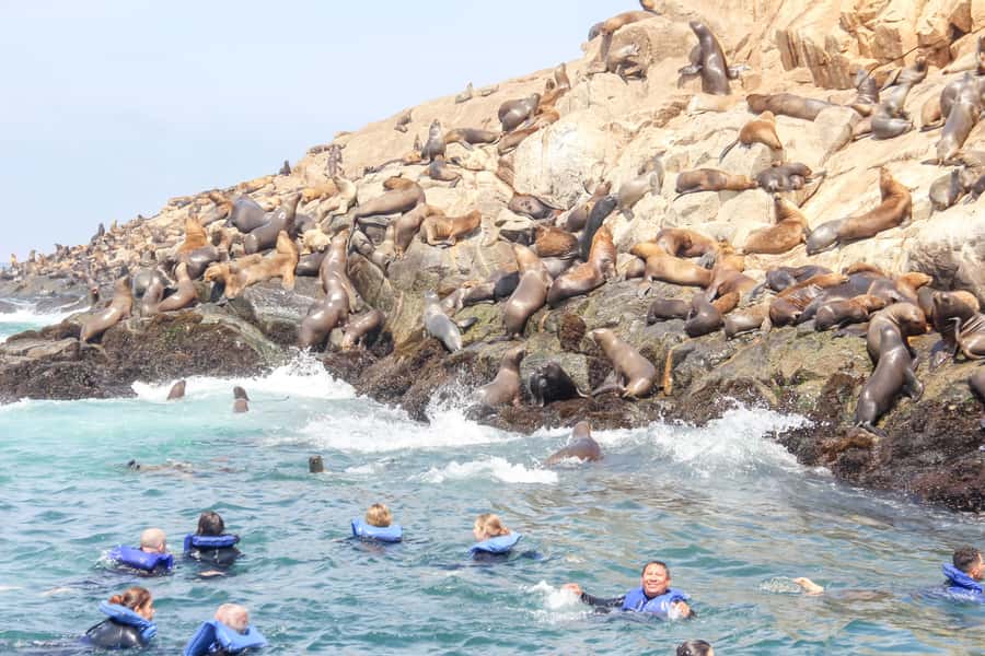Lima: Palomino Islands Speedboat Tour & Swim with Sea Lions - Swimming with sea lions off Lima