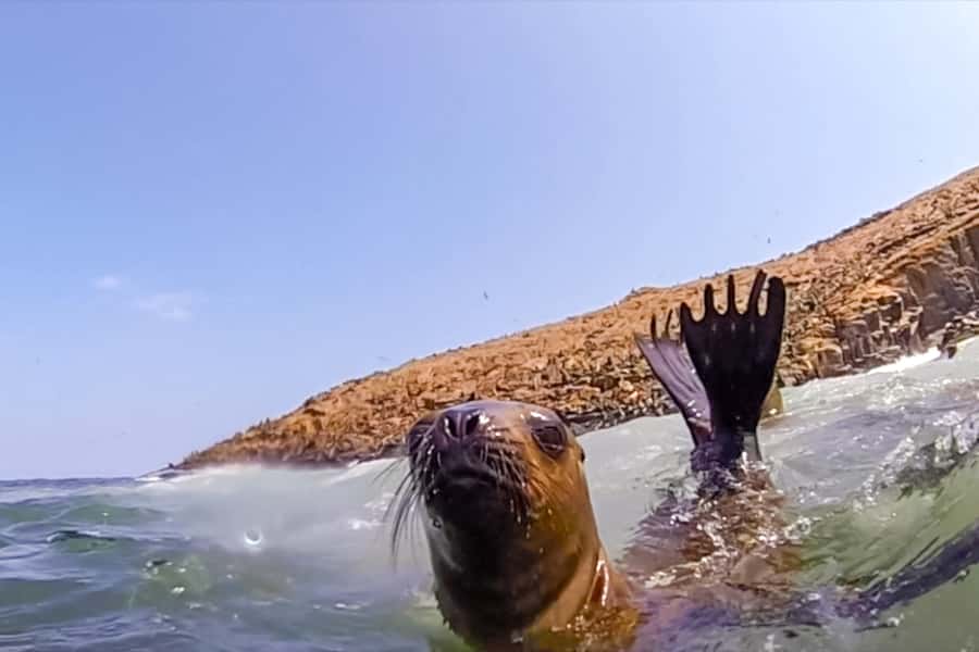 Lima: Palomino Islands Speedboat Tour & Swim with Sea Lions - El Camotal, San Lorenzo, and the Palomino Islands