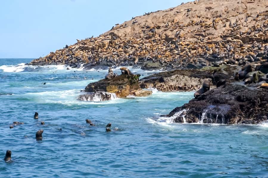Lima: Palomino Islands Speedboat Tour & Swim with Sea Lions - What the sea lion swim is really like