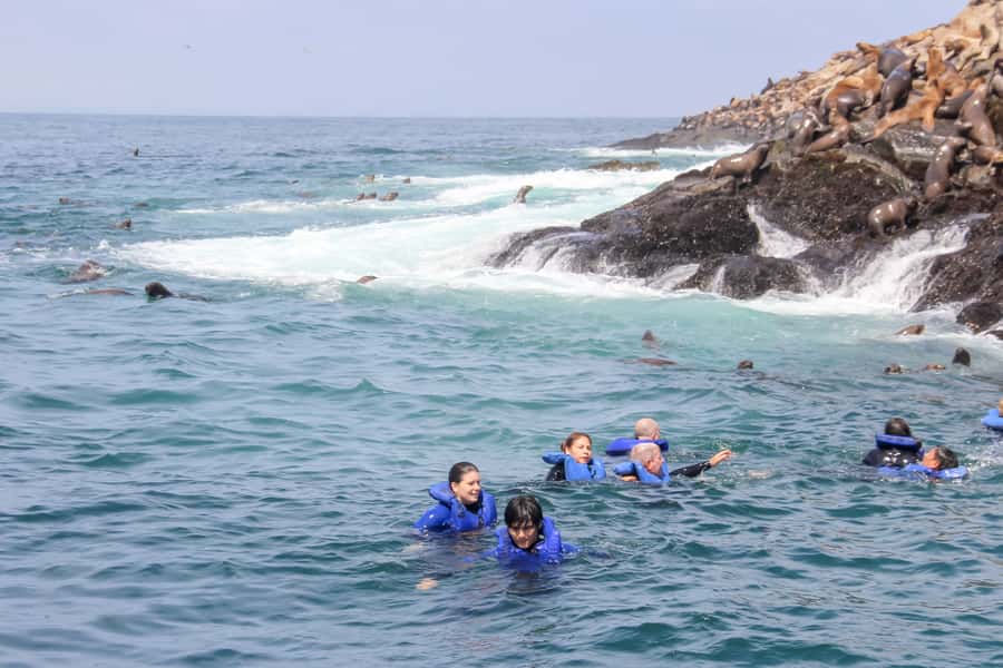 Lima: Palomino Islands Speedboat Tour & Swim with Sea Lions - Bird watching around the Pacific islands