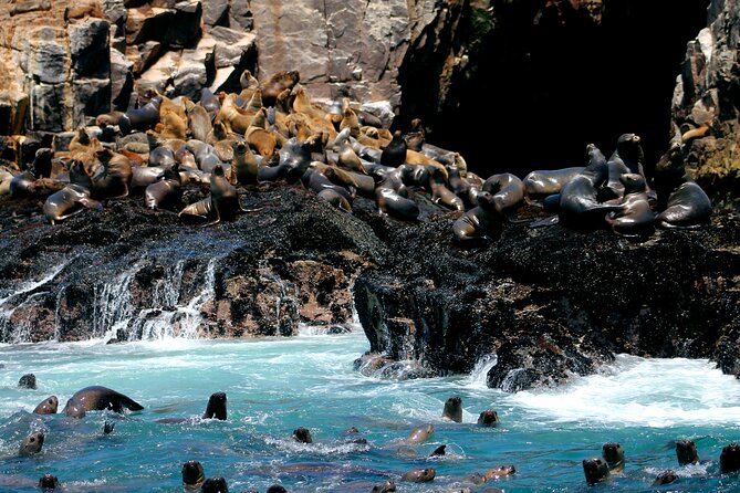 Lima Peru Sea Lions, History and Palomino Callao Islands - Key points to know before you book