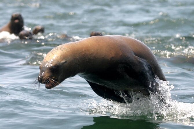 Lima Peru Sea Lions, History and Palomino Callao Islands - Guides, safety, and the pace of the outing