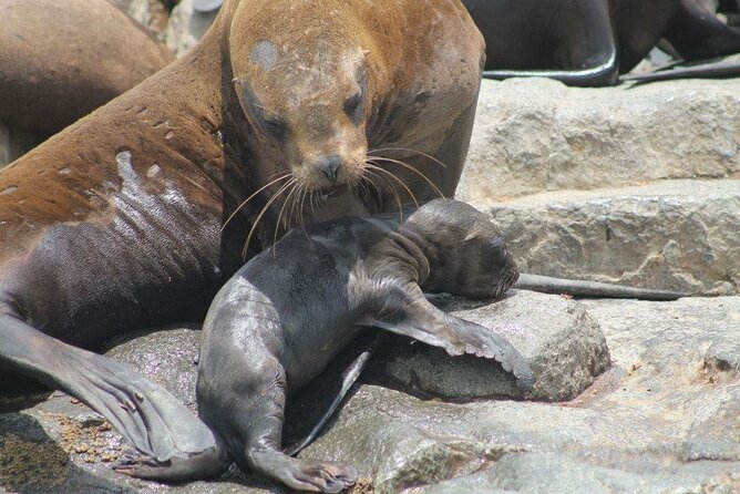 Lima Peru Sea Lions, History and Palomino Callao Islands - What to bring and what the price leaves out