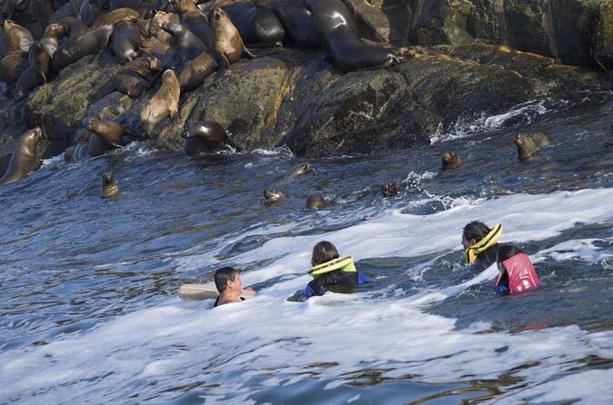 Lima Peru Sea Lions, History and Palomino Callao Islands - Who will enjoy this experience most