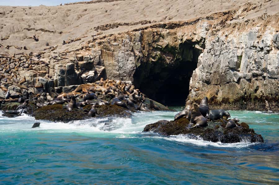 Lima: Sea Lion Swim and Wildlife Palomino Islands Cruise - Meeting the boat at La Punta