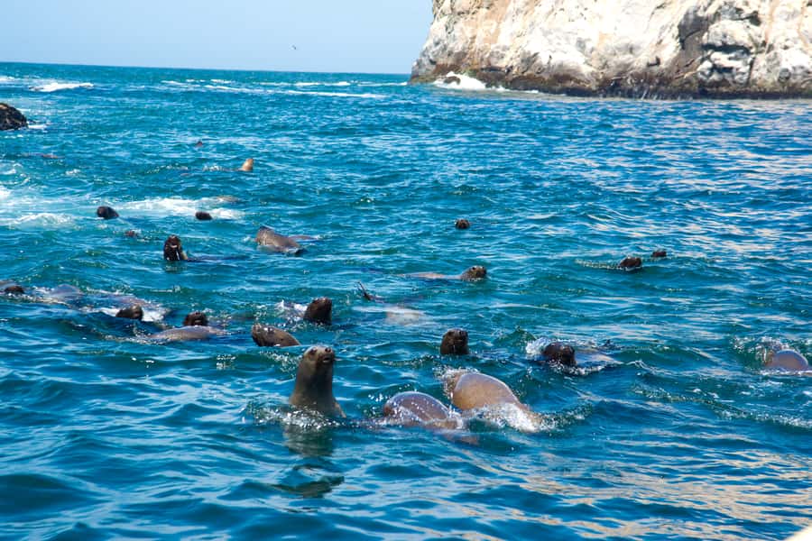 Lima: Sea Lion Swim and Wildlife Palomino Islands Cruise - The Palomino Islands sea lion swim